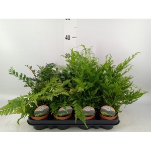 Ferns   ...mix