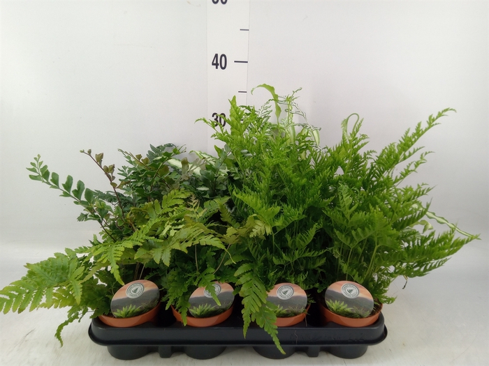 <h4>Ferns   ...mix</h4>