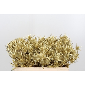 Eryn Orion Kl Bh Goud