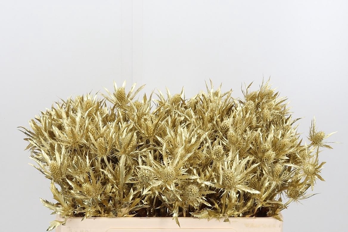 <h4>Eryn Orion Kl Bh Goud</h4>