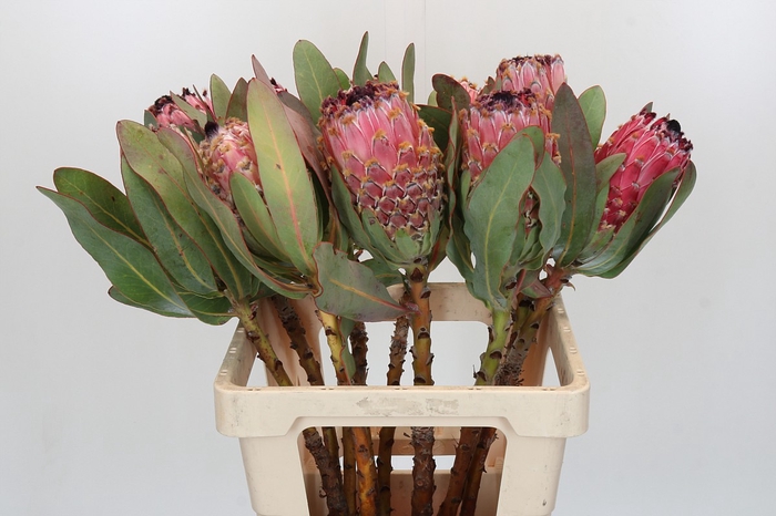 <h4>Protea Barbigera</h4>