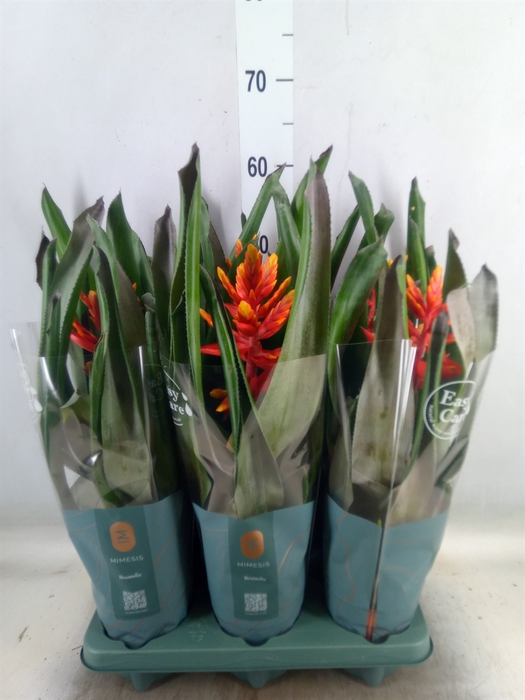 <h4>Aechmea  'Pepita Elegant Flames'</h4>