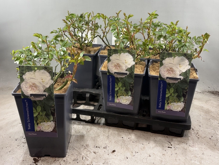 Rosa Baby Schneewittchen