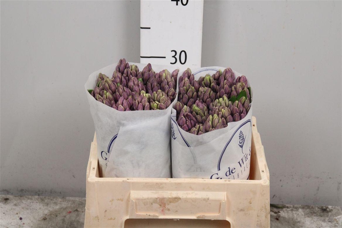 <h4>Hyac Amaranta</h4>