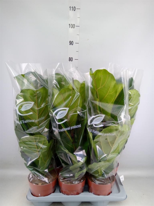 <h4>Ficus lyrata</h4>