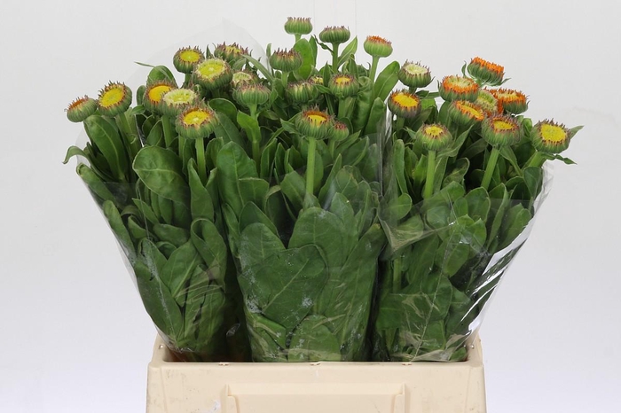 <h4>Calendula Oranje</h4>