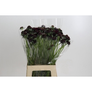 Scabiosa Bon Bon Scoop Merlot