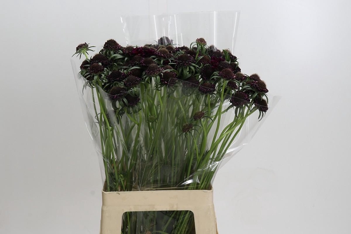 <h4>Scabiosa atropurpurea Bon Bon Scoop Merlot</h4>