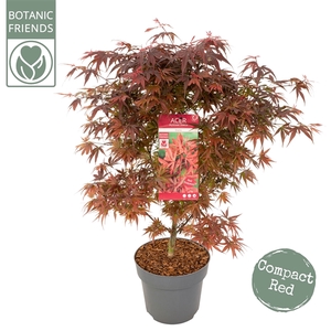 Acer palm. 'Shaina'