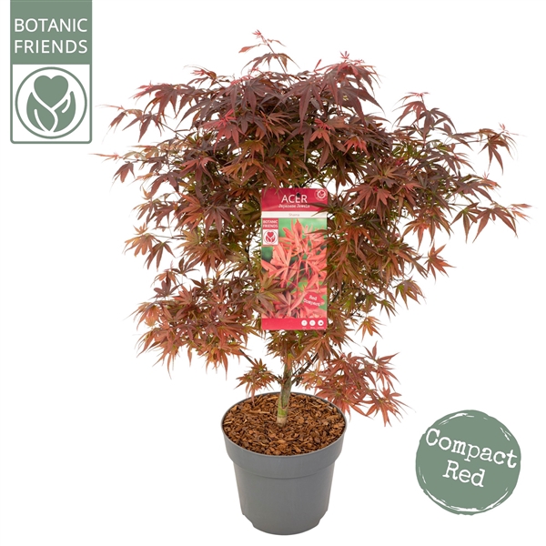 <h4>Acer palm. 'Shaina'</h4>