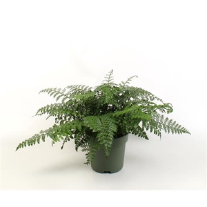 Asplenium Parvati