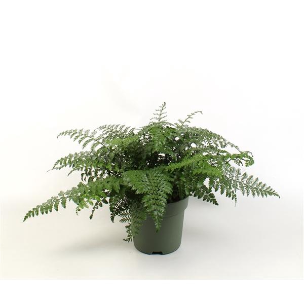 <h4>Asplenium Parvati</h4>