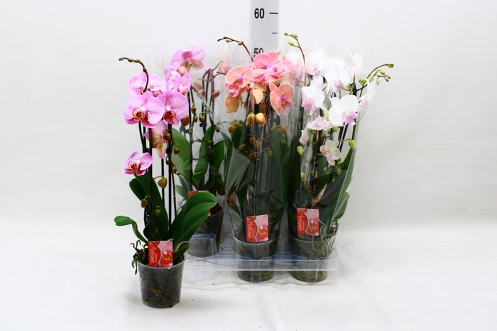 <h4>PHAL EL CASCADE</h4>