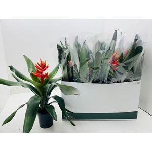 Aech Pe Elegant Flam