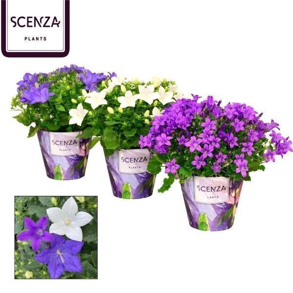 <h4>Campanula Senza Mix</h4>