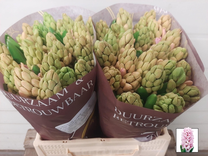 <h4>HYAC PINK SURPRISE</h4>