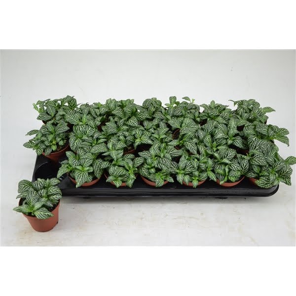 <h4>FITTONIA MARBLE GREEN 8,5 CM</h4>