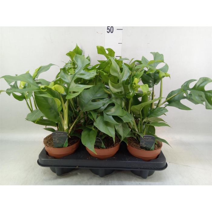 <h4>Rhaphidophora tetrasperma</h4>