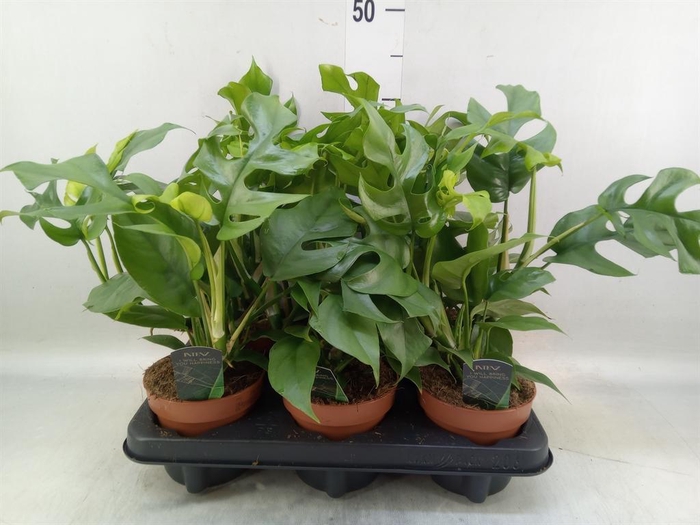 Rhaphidophora tetrasperma