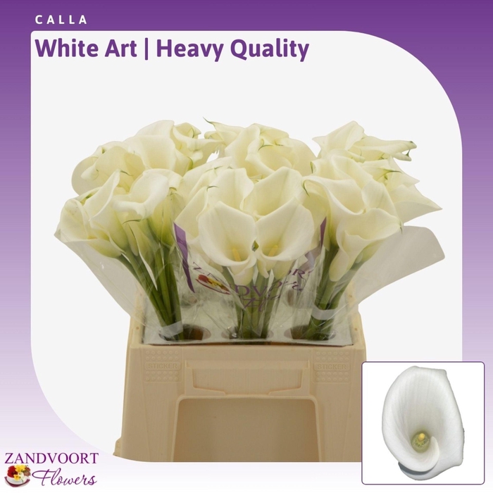 <h4>Calla White Art | Heavy Quality</h4>