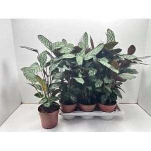 CTENANTHE COMPACTSTA