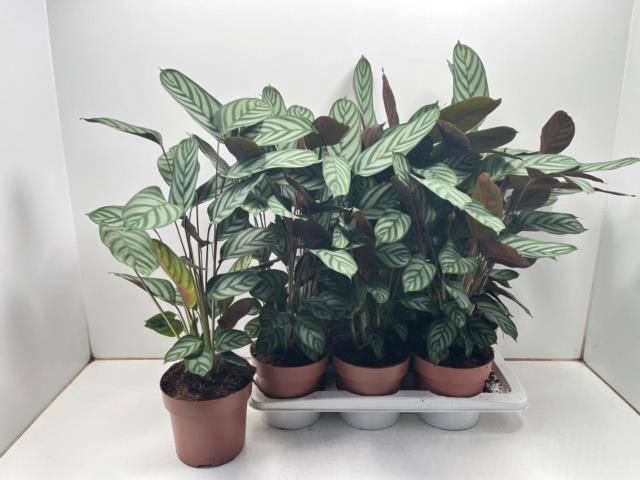 <h4>CTENANTHE COMPACTSTA</h4>