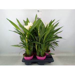 Curcuma alism. 'Siam Sisto'