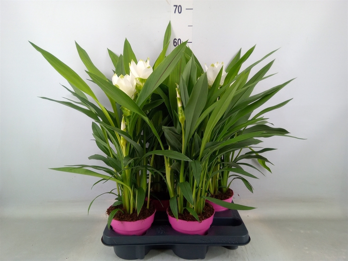 <h4>Curcuma alism. 'Siam Sisto'</h4>