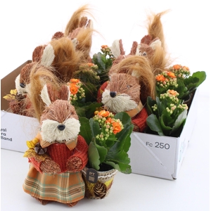 ARR KALANCHOE