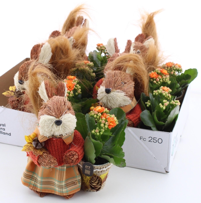 <h4>ARR KALANCHOE</h4>