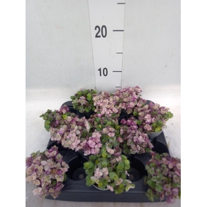 Callisia repens 'Rosato'