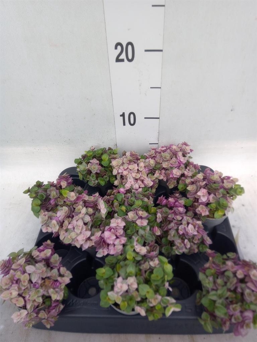 <h4>Callisia repens 'Rosato'</h4>