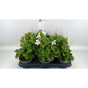 Pelargonium pelt. 'VilleDresden'