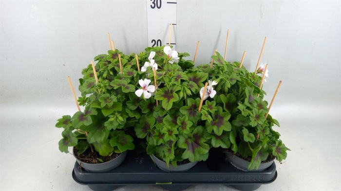 <h4>Pelargonium pelt. 'VilleDresden'</h4>