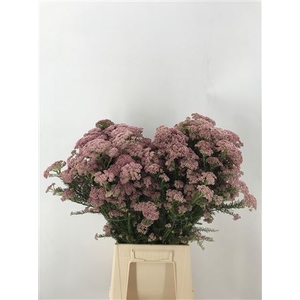 Ozothamnus White