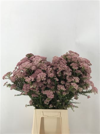<h4>Ozothamnus White</h4>
