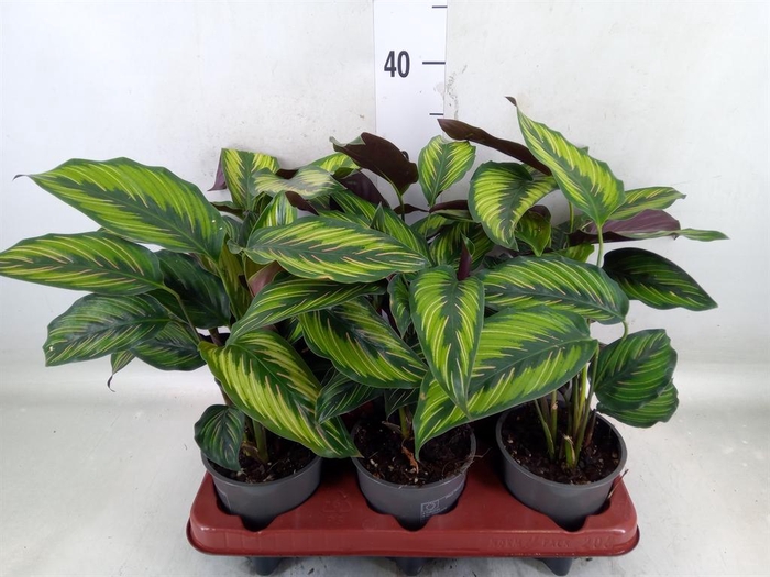 <h4>Calathea   ...</h4>