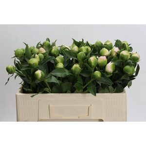 Paeonia Princess Bride