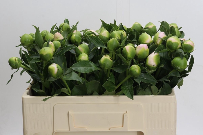 <h4>Paeonia Princess Bride</h4>