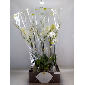 Phalaenopsis   ...white