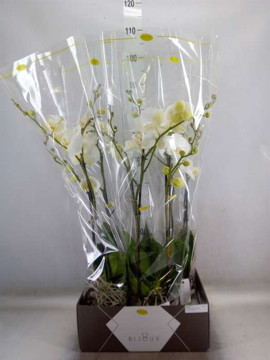 <h4>Phalaenopsis   ...white</h4>