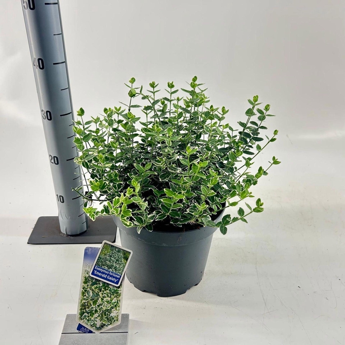<h4>Euonymus fortunei Emerald Gaiety</h4>