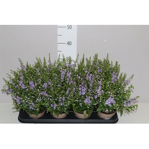 Angelonia Se Purple