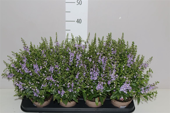 <h4>Angelonia Se Purple</h4>