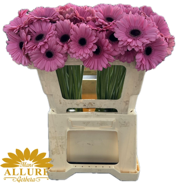 <h4>GE MI TALENT</h4>