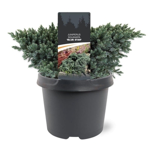 Juniperus squamata 'Blue Star' 20-25 C3
