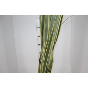 FOLHAGEM FORMIO VARIEGATA