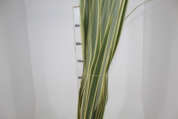 <h4>FOLHAGEM FORMIO VARIEGATA</h4>