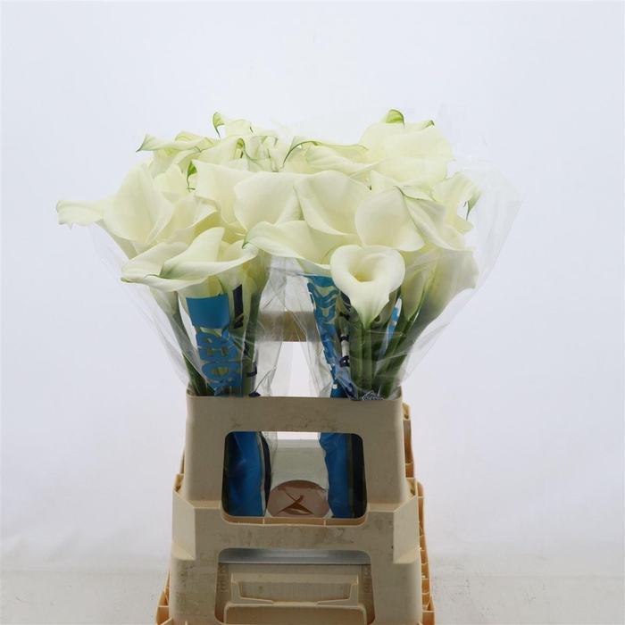 <h4>Calla Pure Art</h4>