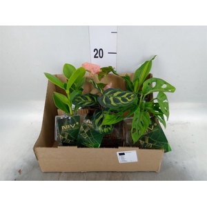 Planten  ..mix